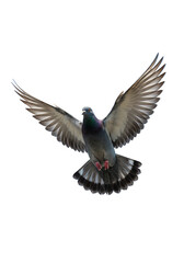 Obraz premium Flying Pigeon Wings Spread Bird Isolated Animal Wildlife Feather PNG