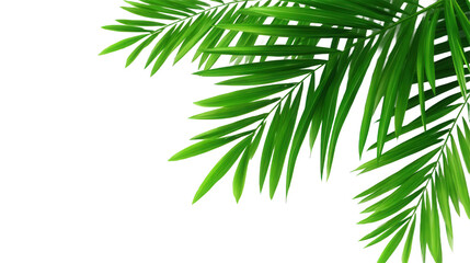 Vibrant Green Palm Leaf Detail