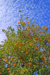 The mottled cloud and deep blue sky formation form a beautiful backdrop for this orange tree.