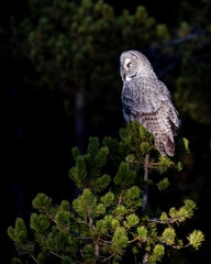 Fototapeta premium The great grey owl (Strix nebulosa) is a true owl and the world's largest species by length.