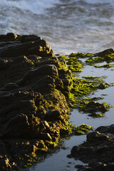tide pool ecosystem detail, pacific shoreline, baja california sur, mexico 1