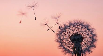 Obraz premium Dandelion Wishes at Sunset: A Breathtaking Silhouette