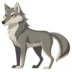 Fototapeta premium A gray and tan wolf with alert eyes stands in profile, looking over its shoulder against a white background.