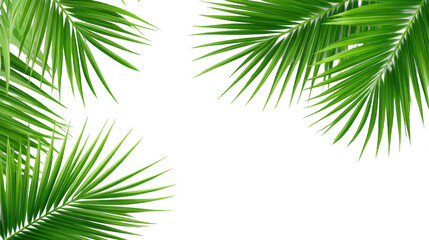 Vibrant Green Palm Leaves