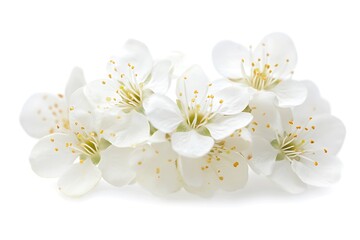 Fototapeta premium delicate white flowers