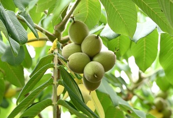Japanese walnut (Juglans mandshurica) fruits. Juglandaceae deciduous tree. The oval fruit (Drupe) is densely hairy and edible and medicinal when ripe.