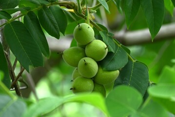 Japanese walnut (Juglans mandshurica) fruits. Juglandaceae deciduous tree. The oval fruit (Drupe) is densely hairy and edible and medicinal when ripe.