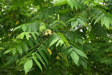 Japanese walnut (Juglans mandshurica) fruits. Juglandaceae deciduous tree. The oval fruit (Drupe)...