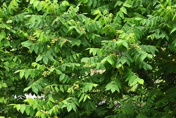 Japanese walnut (Juglans mandshurica) fruits. Juglandaceae deciduous tree. The oval fruit (Drupe) is densely hairy and edible and medicinal when ripe.