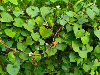 green leaves background