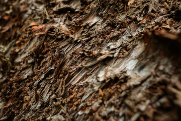 Detalhes de textura de casca madeira natural em close up
