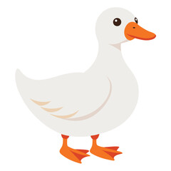 A white duck with an orange bill and feet stands looking to the left  with white background