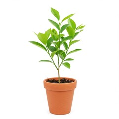 Obraz premium Small potted plant isolated on white background for decoration and gardening uses