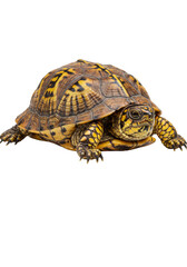 Obraz premium Isolated Box Turtle with Yellow Spots Transparent Background Detailed