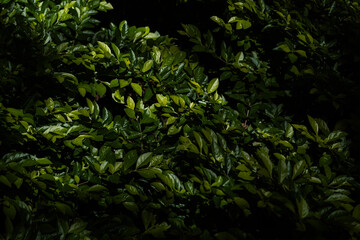 Fototapeta premium Textura de Folhas Verdes com Luz e Sombra na Natureza