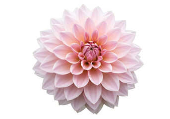 Fototapeta premium Pink dahlia flower blossom isolated on transparent background