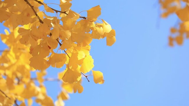 イチョウと青空