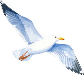 Fototapeta premium 갈매기 일러스트