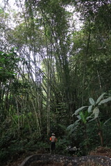 Dense tropical bamboo forest with vibrant greenery, showcasing the natural richness of the tropical climate.