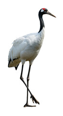 Obraz premium Isolated Crane Portrait in Black and White Detailed Realistic Photo with Transparent Background