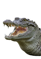 Obraz premium Isolated Crocodile with Open Jaws a Dangerous Predator and Reptile