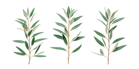 Row of three eucalyptus branches in minimalist style, isolated on transparent background