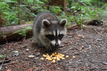 Fototapeta premium Curious raccoon exploring forest ground for tasty food treats