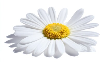 Single white daisy flower isolated on a white background, symbolizing purity, simplicity, and natural beauty. Ideal for botanical designs, floral illustrations, and minimalist art.