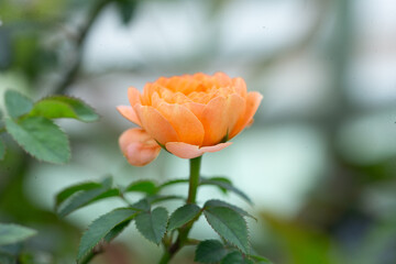 Roses are flowers with beautiful colors and shapes that everyone loves.