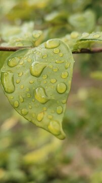 Water droplets on Wrightia religiosa Benth. leaves and Wrightia religiosa Benth. flowers. Morning star.