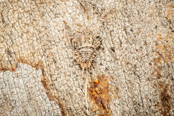 Fulgoroid planthopper, Callum Brae Nature Reserve, ACT, September 2024