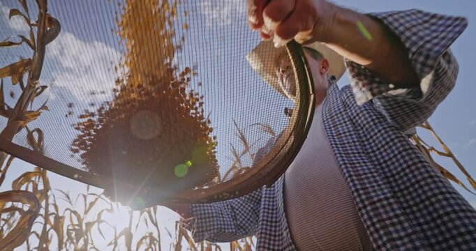 Farm worker standing in corn field sifting seeds throwing them up.