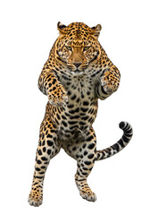 Obraz premium Isolated Leopard Standing Wildlife Animal Transparent Background PNG