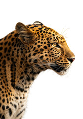 Obraz premium Isolated Leopard Portrait Wildlife Transparent Background Animal Africa