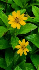 Bright Yellow Blossoms in Lush Green Foliage