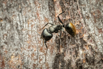 Golden-tailed Sugar Ant (Camponotus aeneopilosus), Callum Brae Nature Reserve, ACT, September 2024
