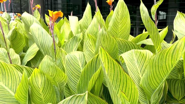 Vibrant Canna Lily Leaves: A Close-Up View of Striking Foliage