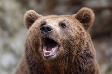 Fototapeta premium a brown bear with its mouth open and its mouth wide open
