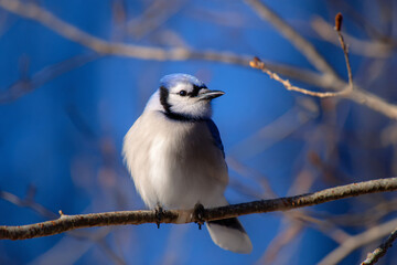 Obraz premium a blue and white bird sitting on a branch