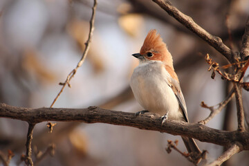 a small bird with a mohawk on a branch