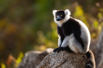 Obraz premium a black and white lemur sitting on a rock