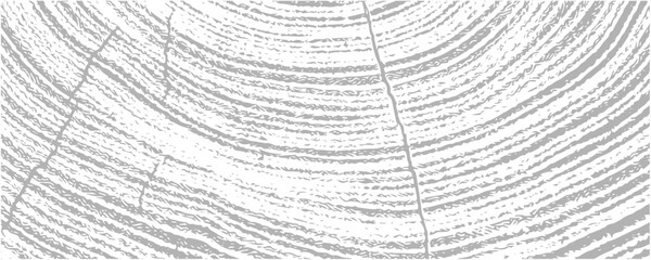 Simple gray vector contour tree rings texture background. Closeup of end grain of wood section.