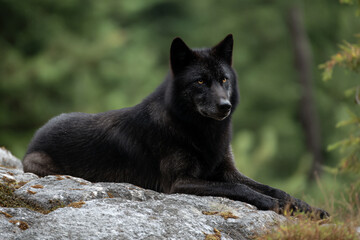 Naklejka premium a black wolf laying on a rock in the woods