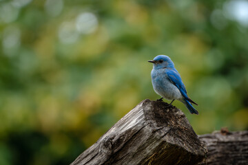 Naklejka premium a blue bird sitting on top of a tree stump