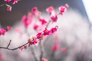 Vibrant Pink Blossoms in Spring, Okinawa, Japan