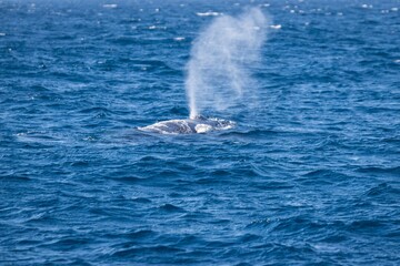 Whale Surfacing with Blow in the Open Ocean, Okinawa, Japan