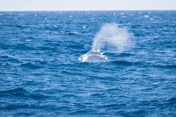 Whale Surfacing with Blow in the Open Ocean, Okinawa, Japan