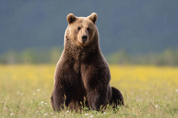 Fototapeta premium a brown bear sitting in a field of grass