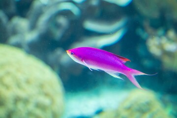 Purple Queen Basslet Swimming Underwater