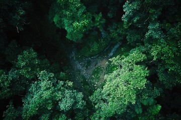 Dense forest canopy, aerial view.  Dark green foliage covers a clearing